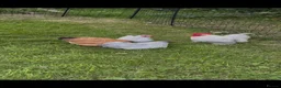 Chickens poultry for sale: Pekin bantams for sale, adult and chicks in Crediton - Advert 1