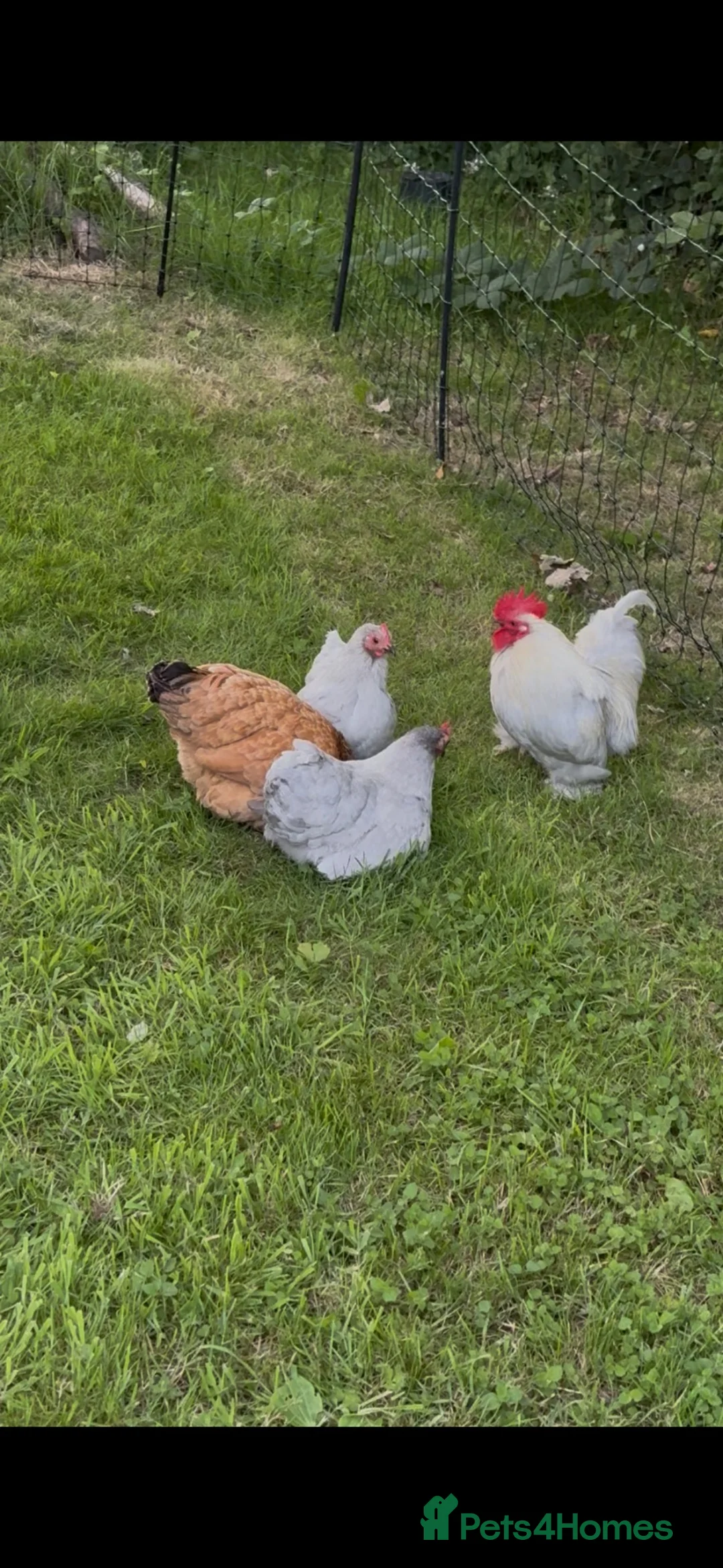 Chickens poultry for sale: Pekin bantams for sale, adult and chicks in Crediton - Advert 1