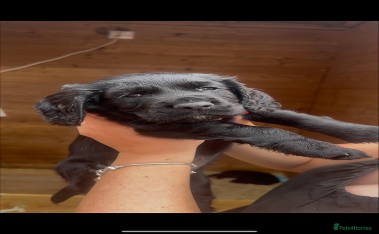 Cocker Spaniel dogs - Advert 1