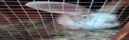 Continental Giant rabbits for sale: Adults females continental giant rabbits  - Advert 5