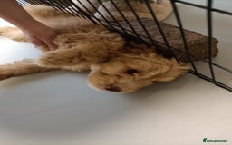 Cockapoo dogs for sale: Cockapoo F1B - Image 19