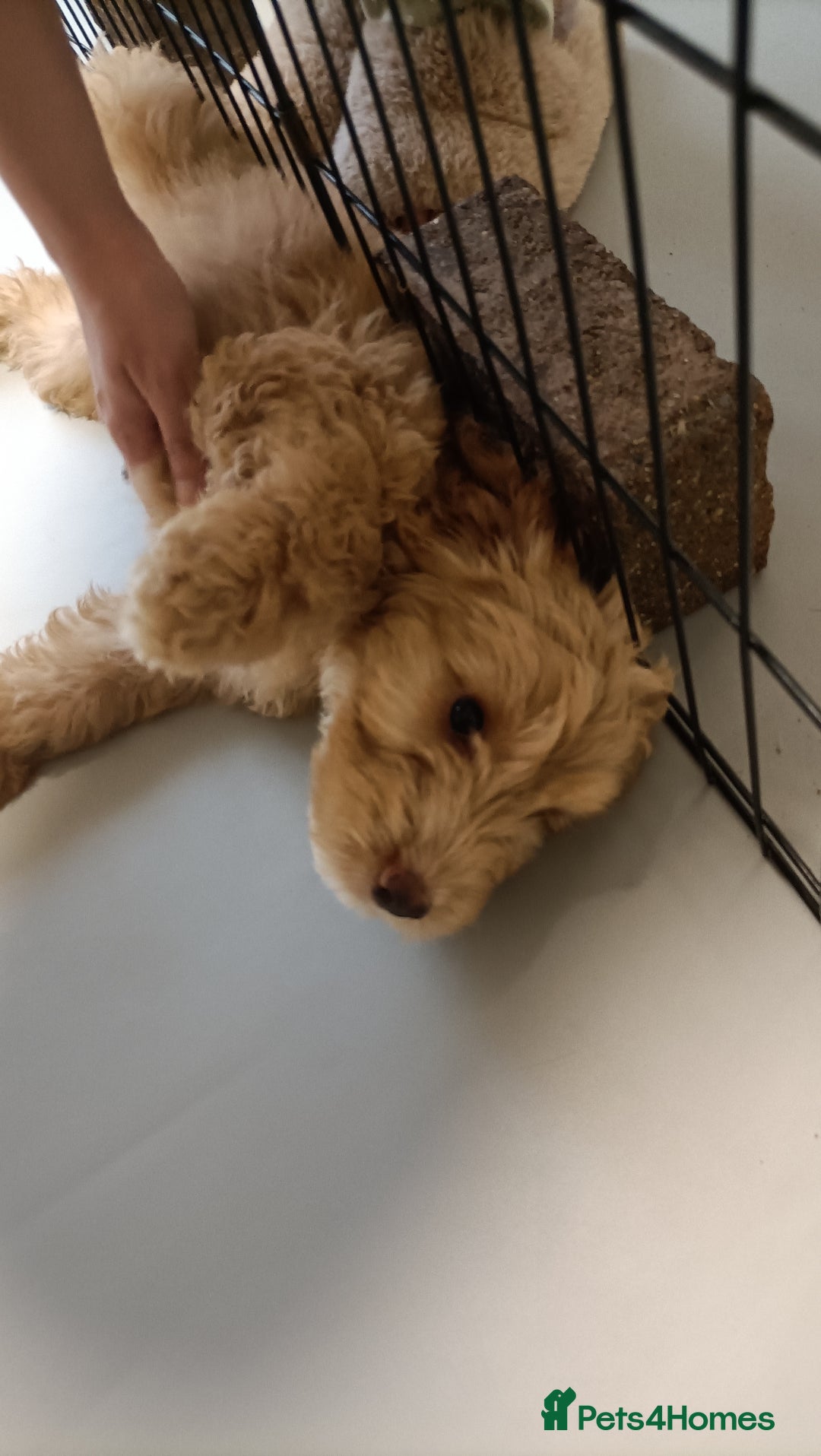 Cockapoo dogs for sale: Cockapoo F1B - Image 19
