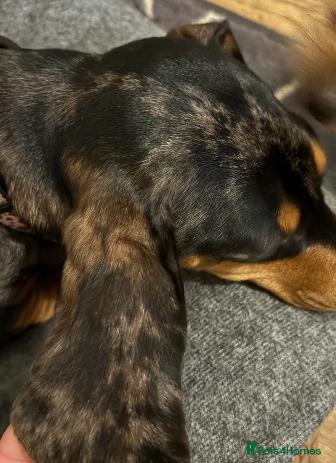 Miniature Dachshund dogs for sale: Female dapple dachshund  - Advert 6