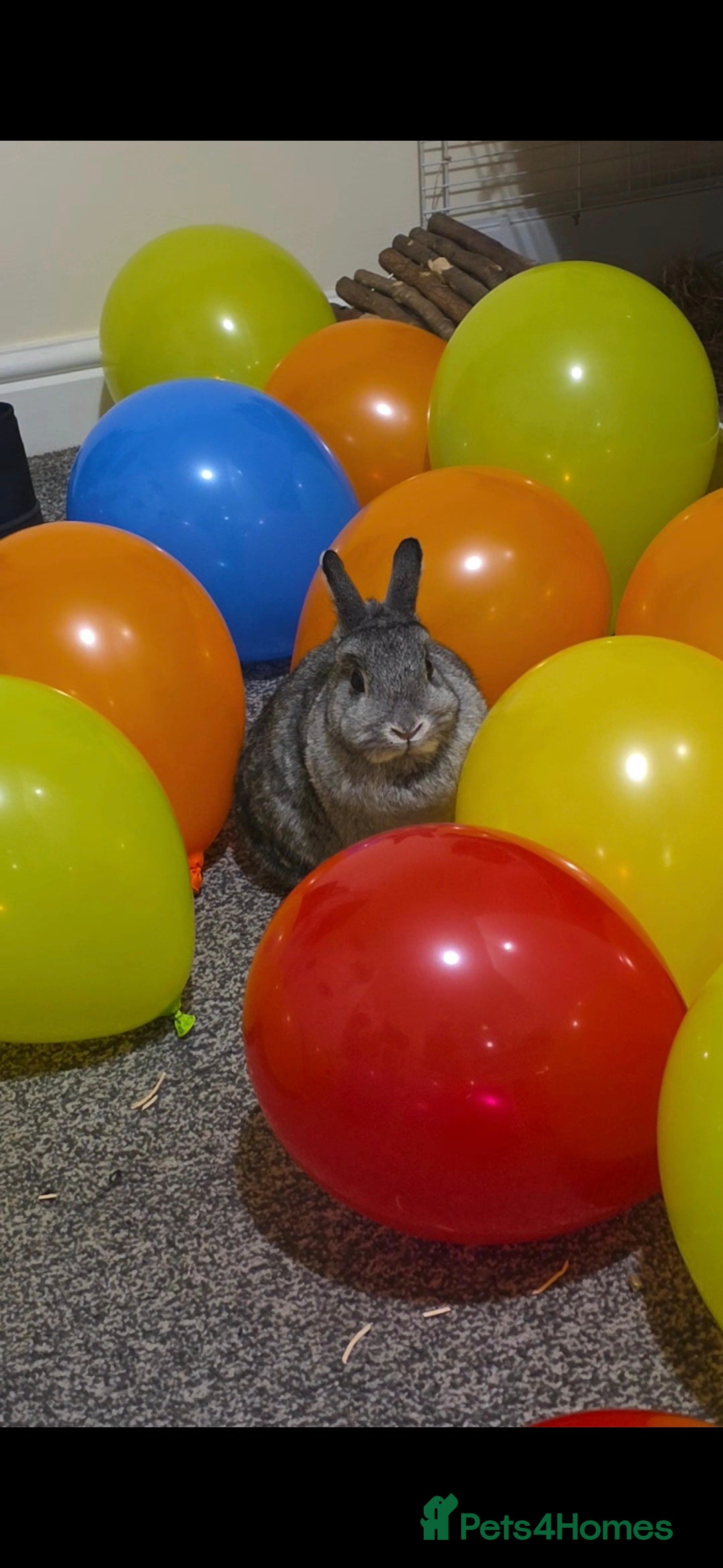 Netherland Dwarf rabbits Grey Netherland Dwarf Rabbit - Advert 1