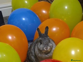 Netherland Dwarf rabbits Grey Netherland Dwarf Rabbit - Advert 1