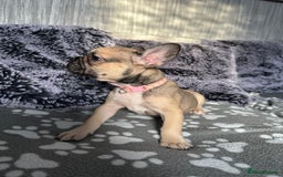 French Bulldog dogs for sale: Amazing french bulldog  - Image 27