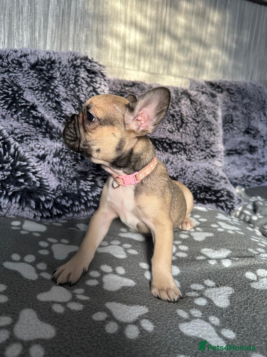 French Bulldog dogs for sale: Amazing french bulldog  - Image 27