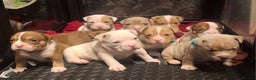 American Bully dogs for sale: AMERICAN BULLY PUPPIES 🐶  - Advert 1