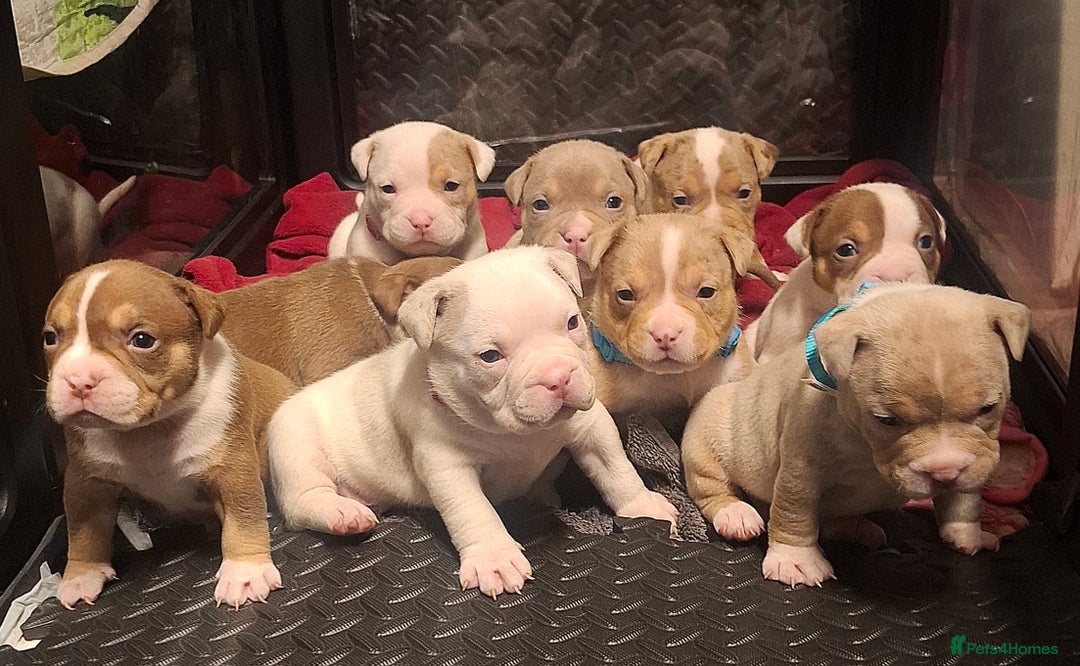 American Bully dogs for sale: AMERICAN BULLY PUPPIES 🐶  - Advert 1