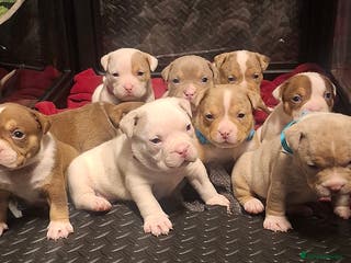 American Bully dogs AMERICAN BULLY PUPPIES 🐶 - Advert 1