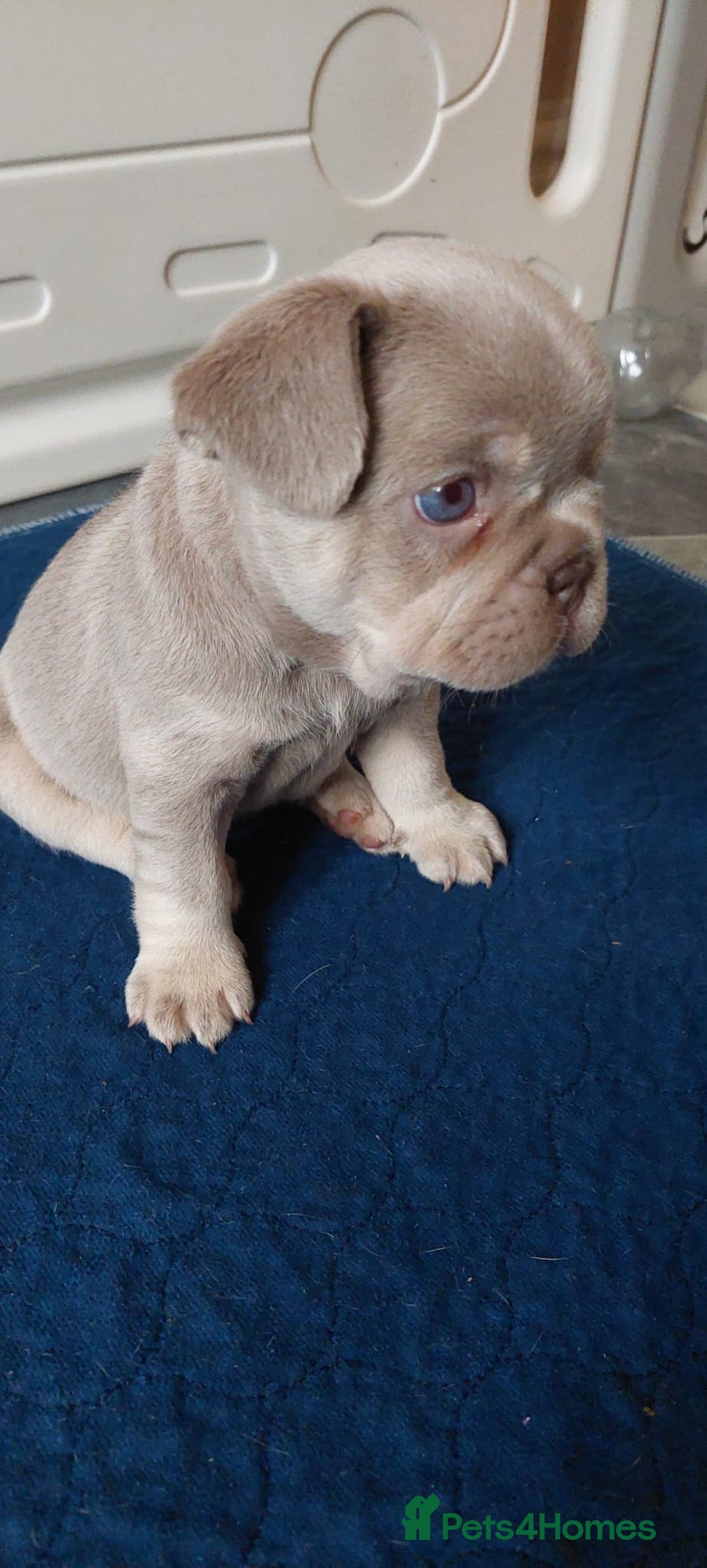 French Bulldog dogs for sale: KC Registered Beautiful French Bulldog Puppies - Advert 14