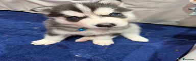 Siberian Husky Puppy 8