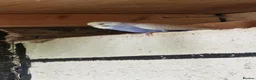 Budgerigars birds for sale: Budgies for sale  - Advert 5