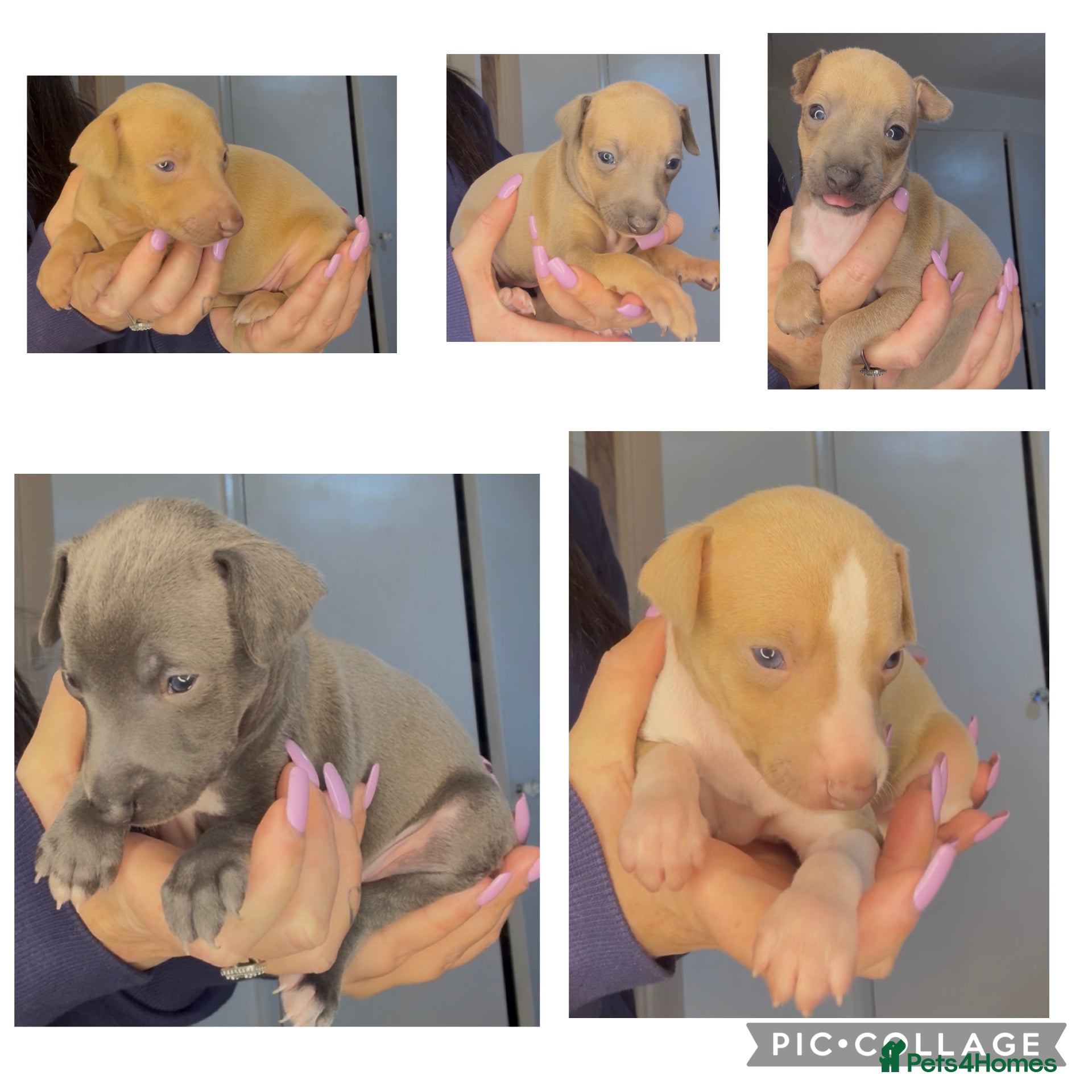 Italian Greyhound dogs KC registered Italian greyhounds  - Advert 11