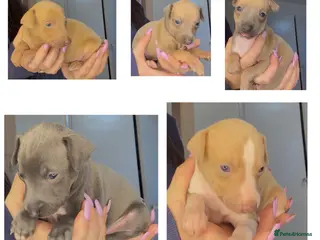 Italian Greyhound dogs KC registered Italian greyhounds - Advert 11