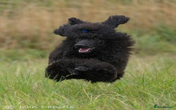 Miniature Poodle dogs for sale: Exquisite, DNA clear, puppies,  Slaves wanted! - Image 7