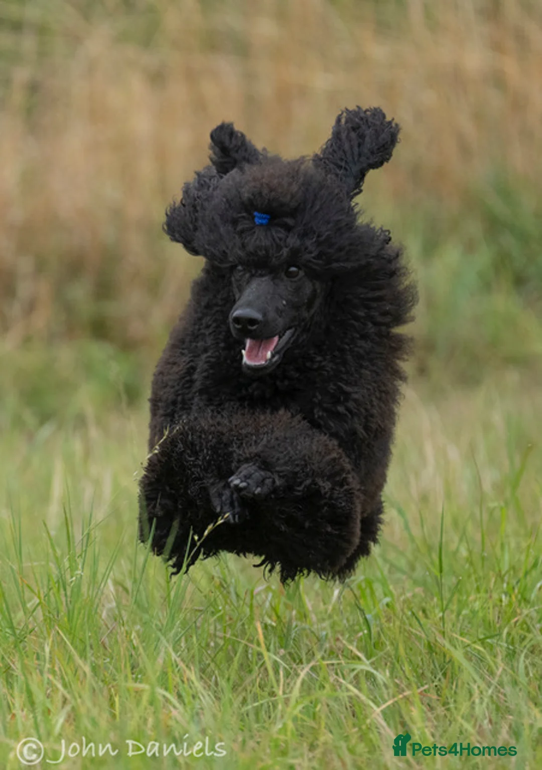 Miniature Poodle dogs for sale: Top Quality, DNA clear, READY NOW! fully vacced - Advert 15