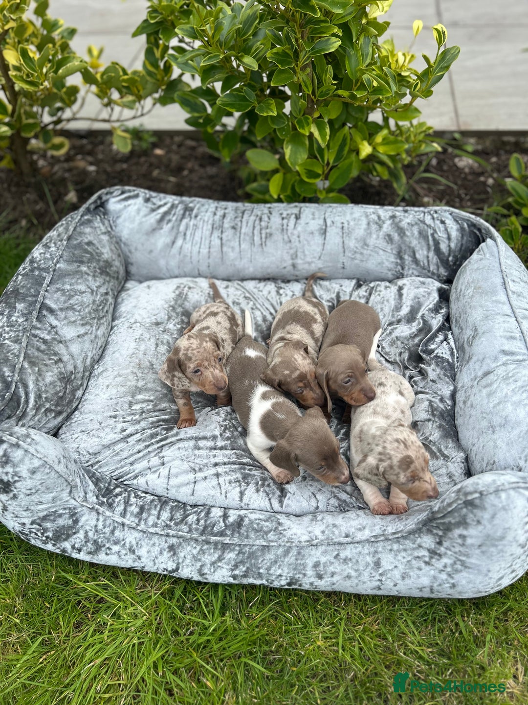 Miniature Dachshund dogs for sale: Ready Today! Miniature Dachshund Puppies  - Image 2