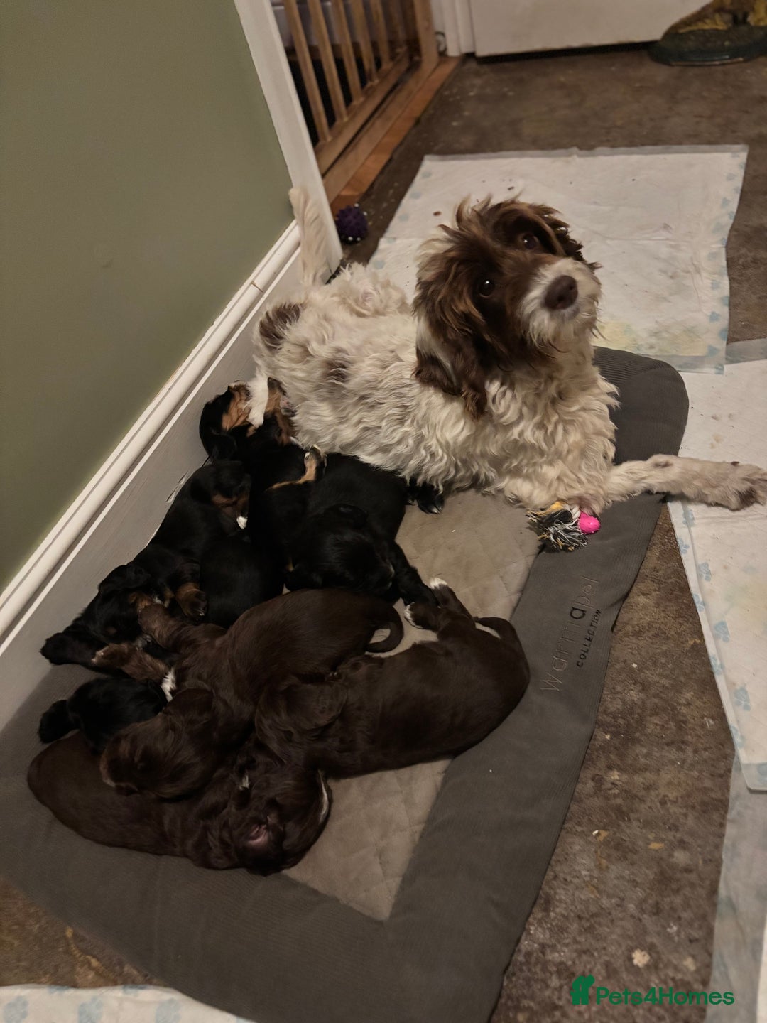 Cockapoo dogs for sale: My beautiful Cockapoo babies Ready Now  - Image 8