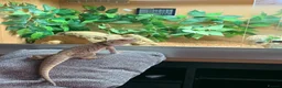 Bearded Dragon reptiles for sale: Pocket size dinosaur looking for a new home in St Albans - Advert 4