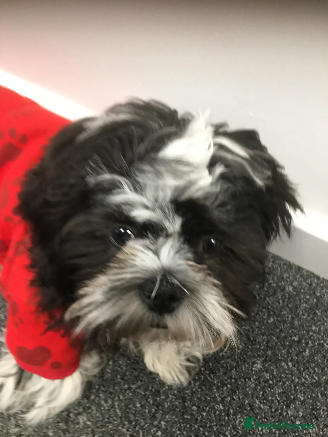 Shih Tzu dogs for sale: Shihtzu for rehoming in Alfreton - Advert 9