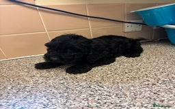 Mixed Breed dogs for sale: Sproodles - Image 9