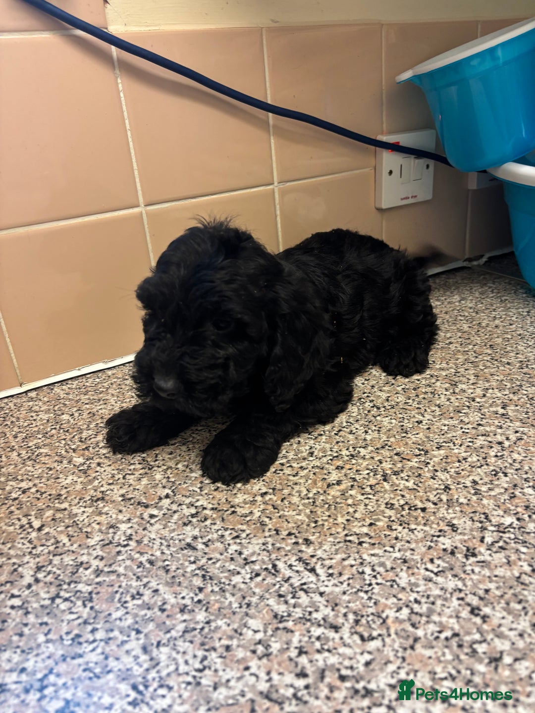 Mixed Breed dogs for sale: Sproodles - Image 9