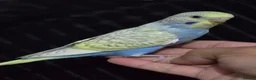 Budgerigars birds for sale: Hand tamed baby budgies for sale  - Advert 9