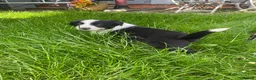 Border Collie dogs for sale: Border collie puppies - Advert 3