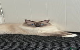 Ragdoll cats for sale: 3 Beautiful Female Blue Point Ragdoll Kittens - Image 9