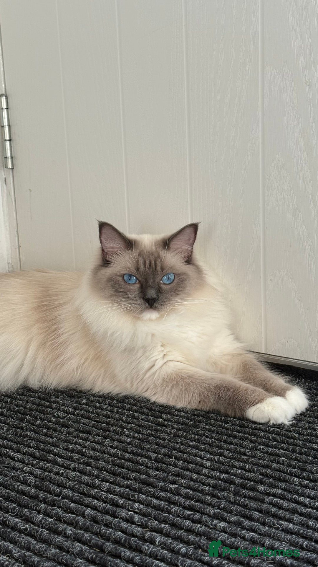Ragdoll cats for sale: 3 Beautiful Female Blue Point Ragdoll Kittens - Image 9