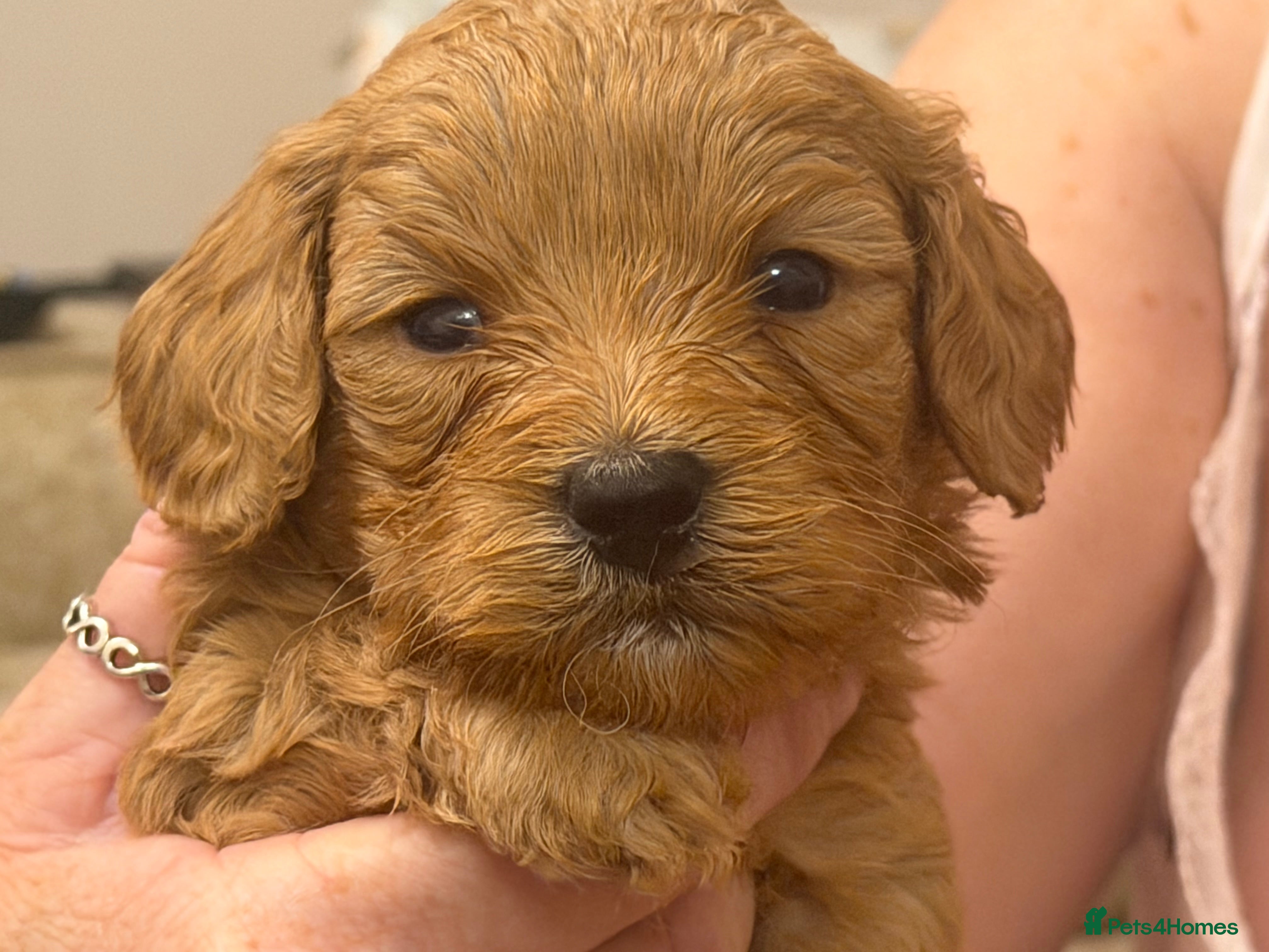 Cavapoochon dogs 🌟🌟1 Beautiful Boy remaining 🌟🌟 - Advert 2