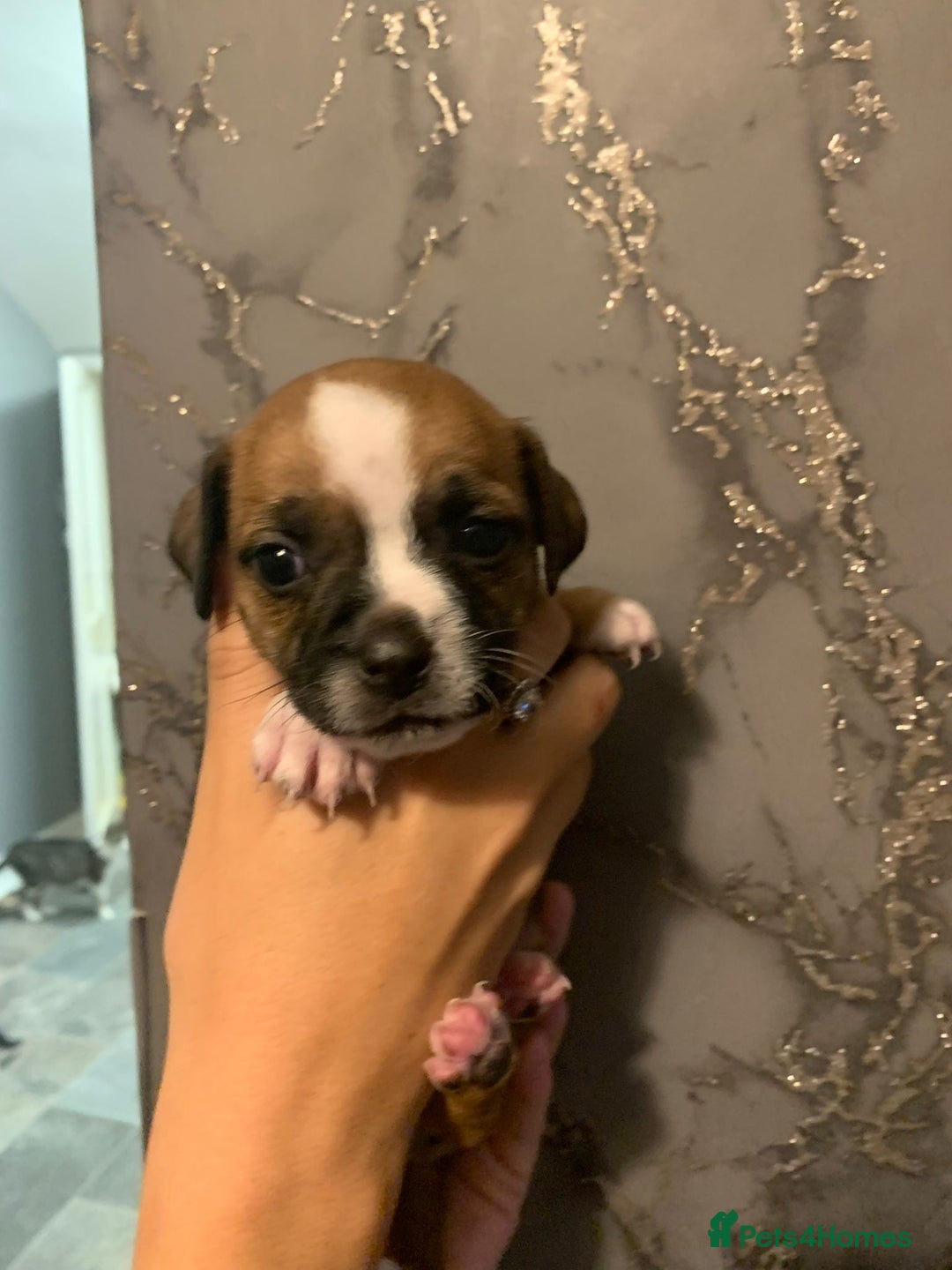 Jug dogs for sale: Beautiful litter of jack russle x jug - Image 10