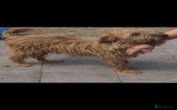Soft Coated Wheaten Terrier dogs for adoption: Caramel. 15kg medium size  - Image 5