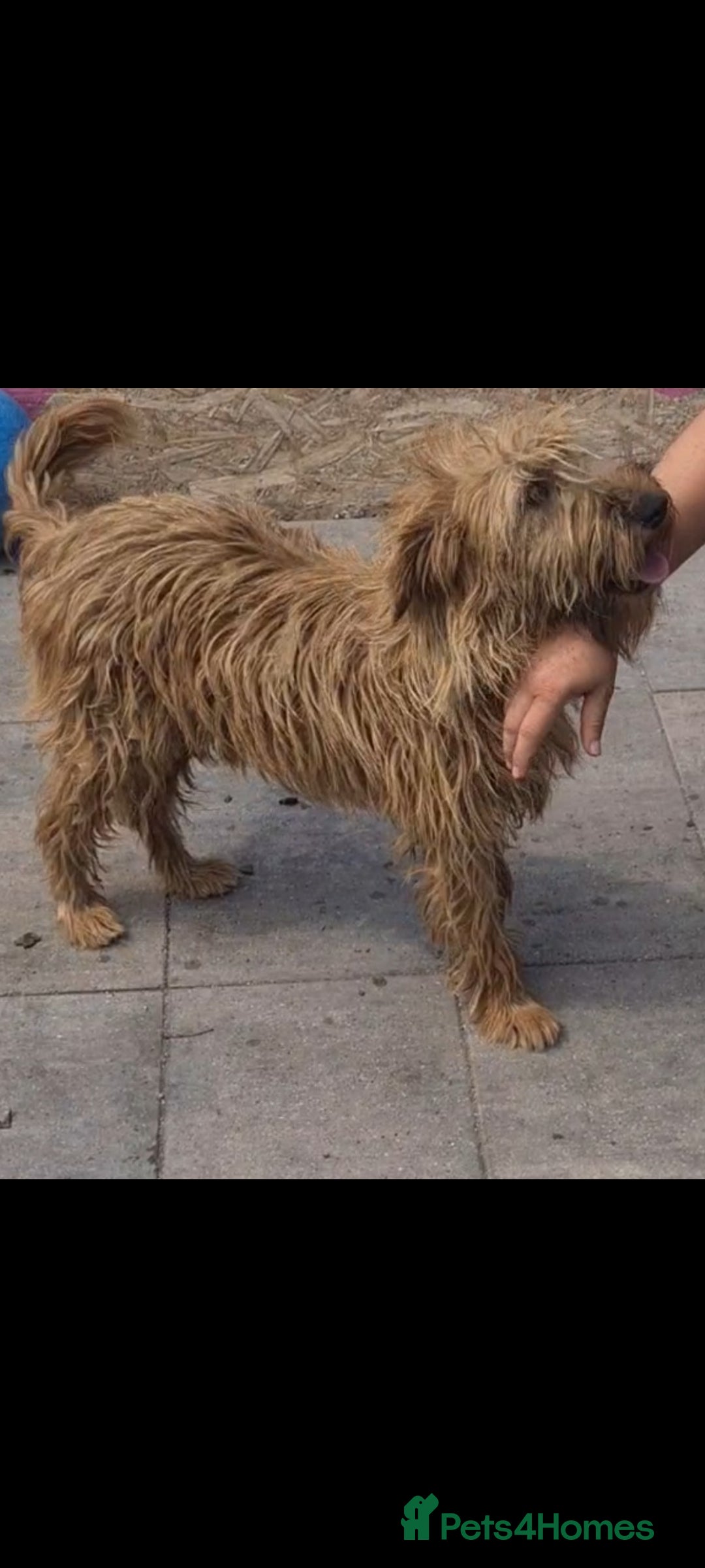 Soft Coated Wheaten Terrier dogs for adoption: Caramel. 15kg medium size  - Image 5