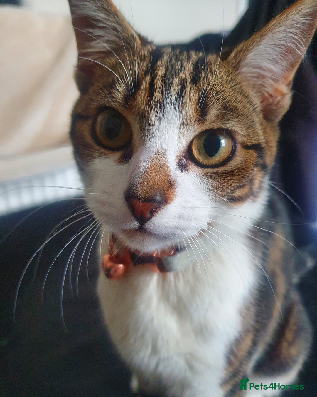 Mixed Breed cats for sale: Tabby Girl *Please Read Description* - Image 5