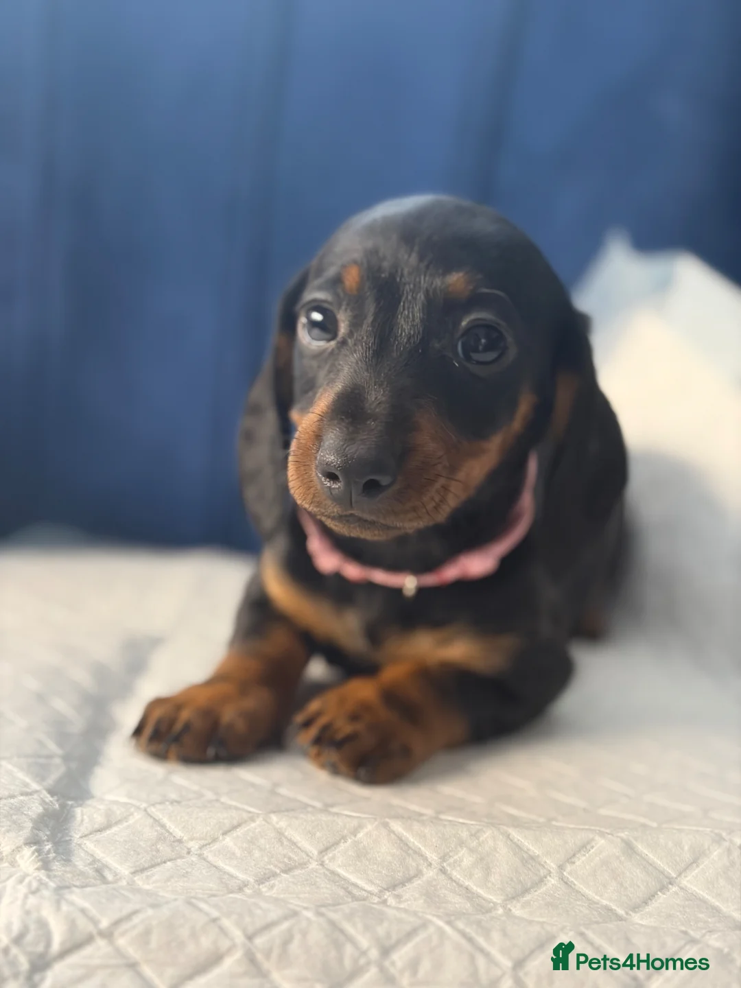 Miniature Dachshund dogs for sale: Miniature Dachshunds Ready to Leave  - Advert 1