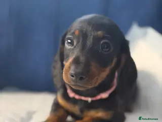Miniature Dachshund dogs Miniature Dachshunds Ready to Leave - Advert 1