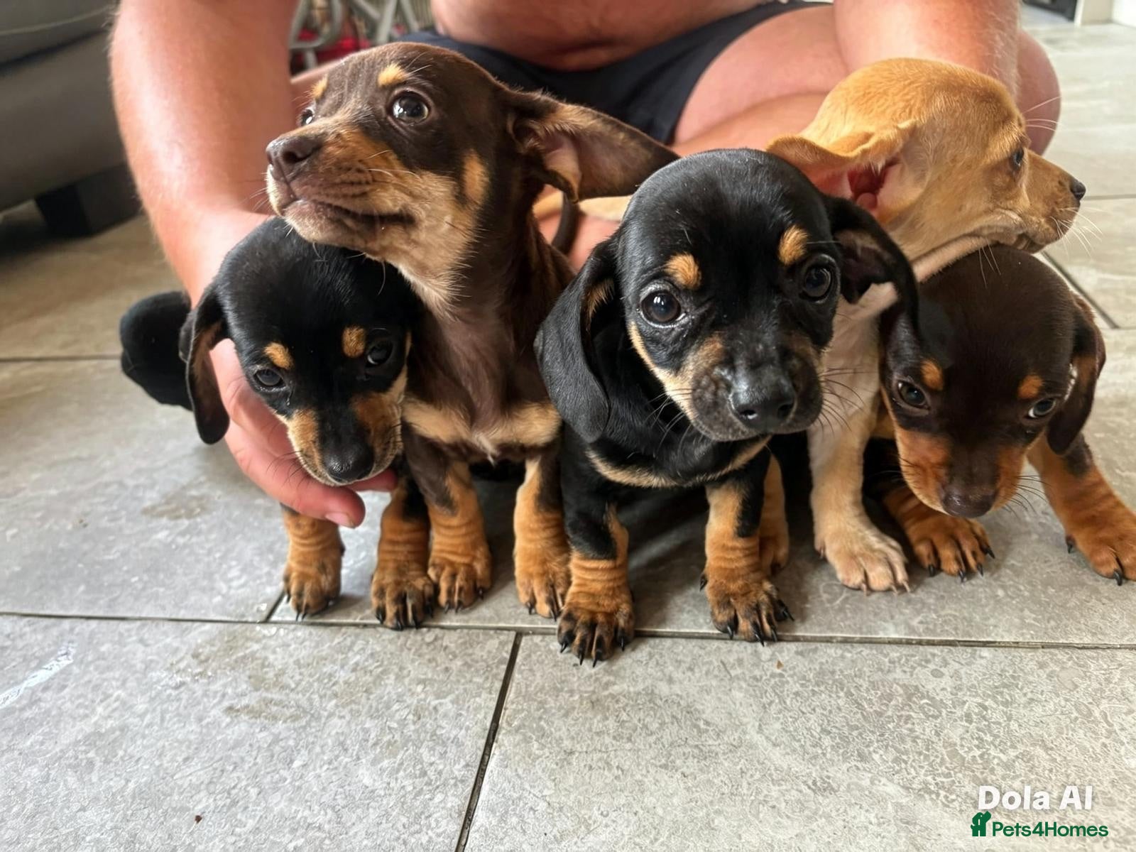 Dachshund dogs BEAUTIFUL DACHSHUND PUPS READY 9/11  - Advert 18