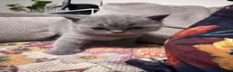 British Shorthair cats for sale:  Adorable kittenBlue British Shorthair  GCCF - Advert 14