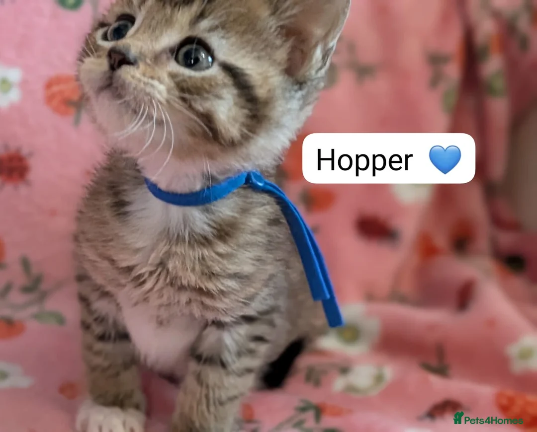 Maine Coon cats for sale: Maine Coon Cross Kittens - Advert 23