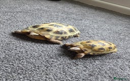 Hermann Tortoise reptiles for sale: Herman tortoise  - Image 2