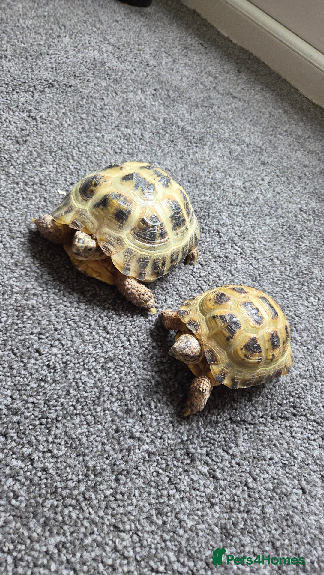 Hermann Tortoise reptiles for sale: Herman tortoise  - Image 2