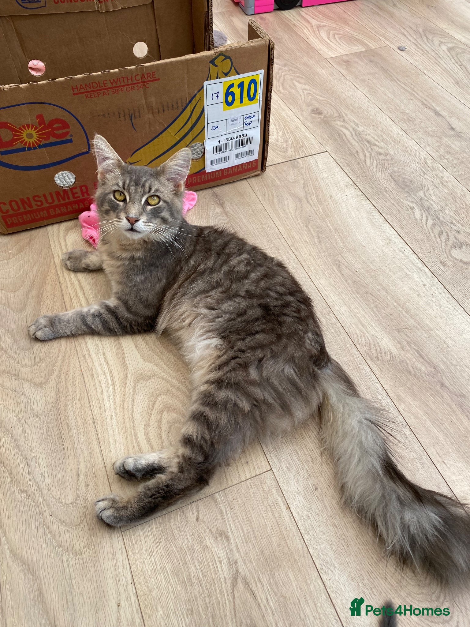 Maine Coon cats for sale: Stunning litter of 3 Maine Coon Female Kittens  - Advert 8