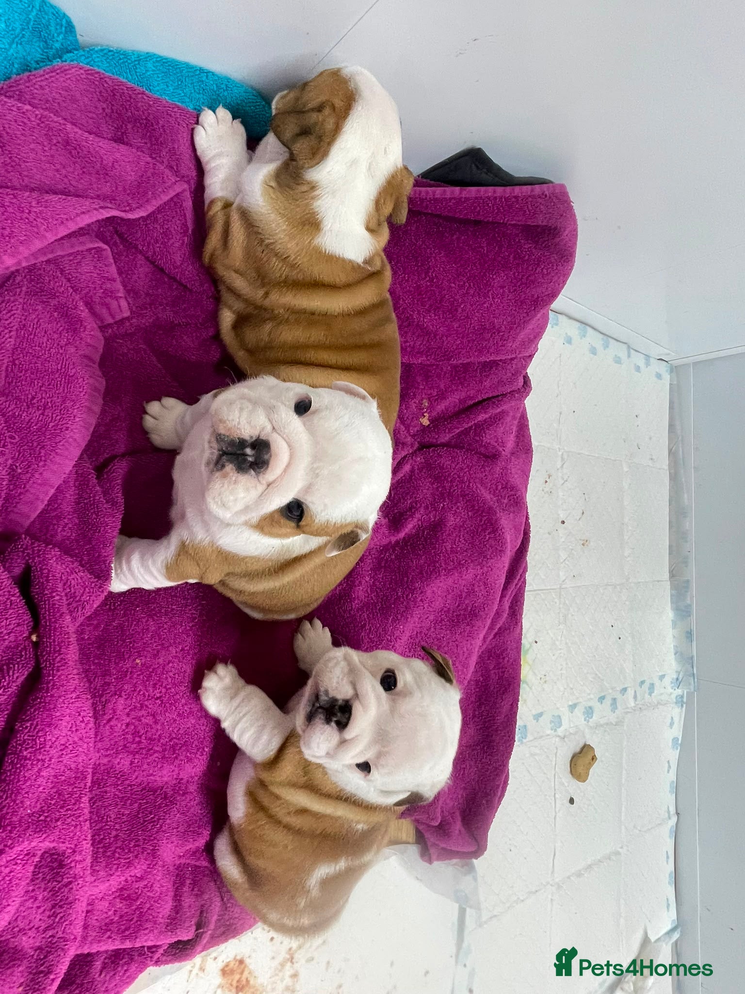 English Bulldog dogs  KC British Bulldog  puppies for sale - Advert 2