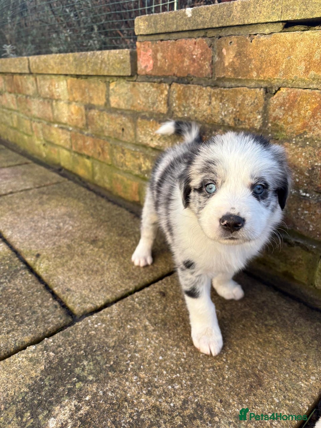 Border Collie dogs for sale: Border Collie Puppies - Advert 7