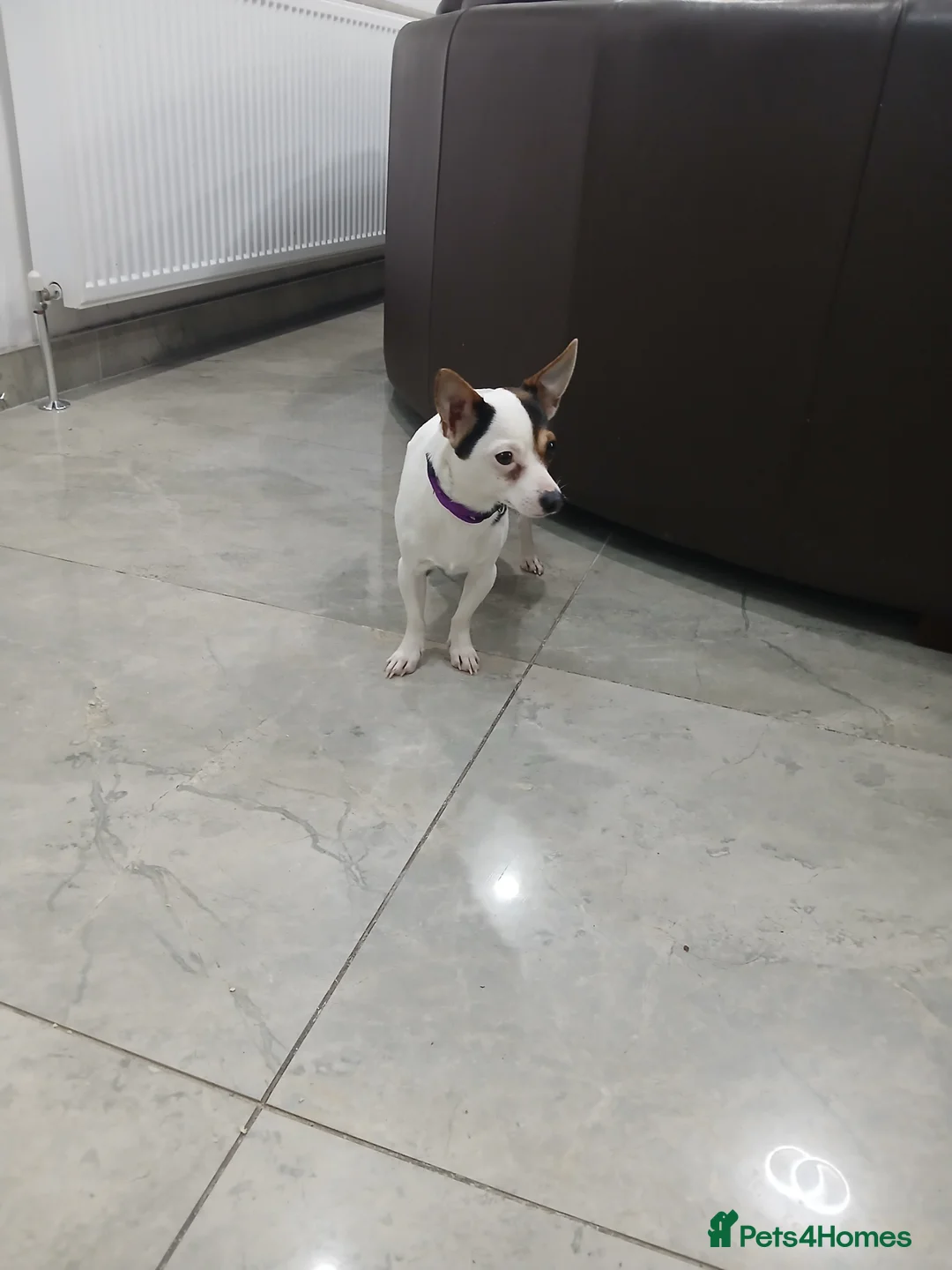 Chihuahua dogs for sale: Chihuahua short coat male Tiny needs new home - Advert 7