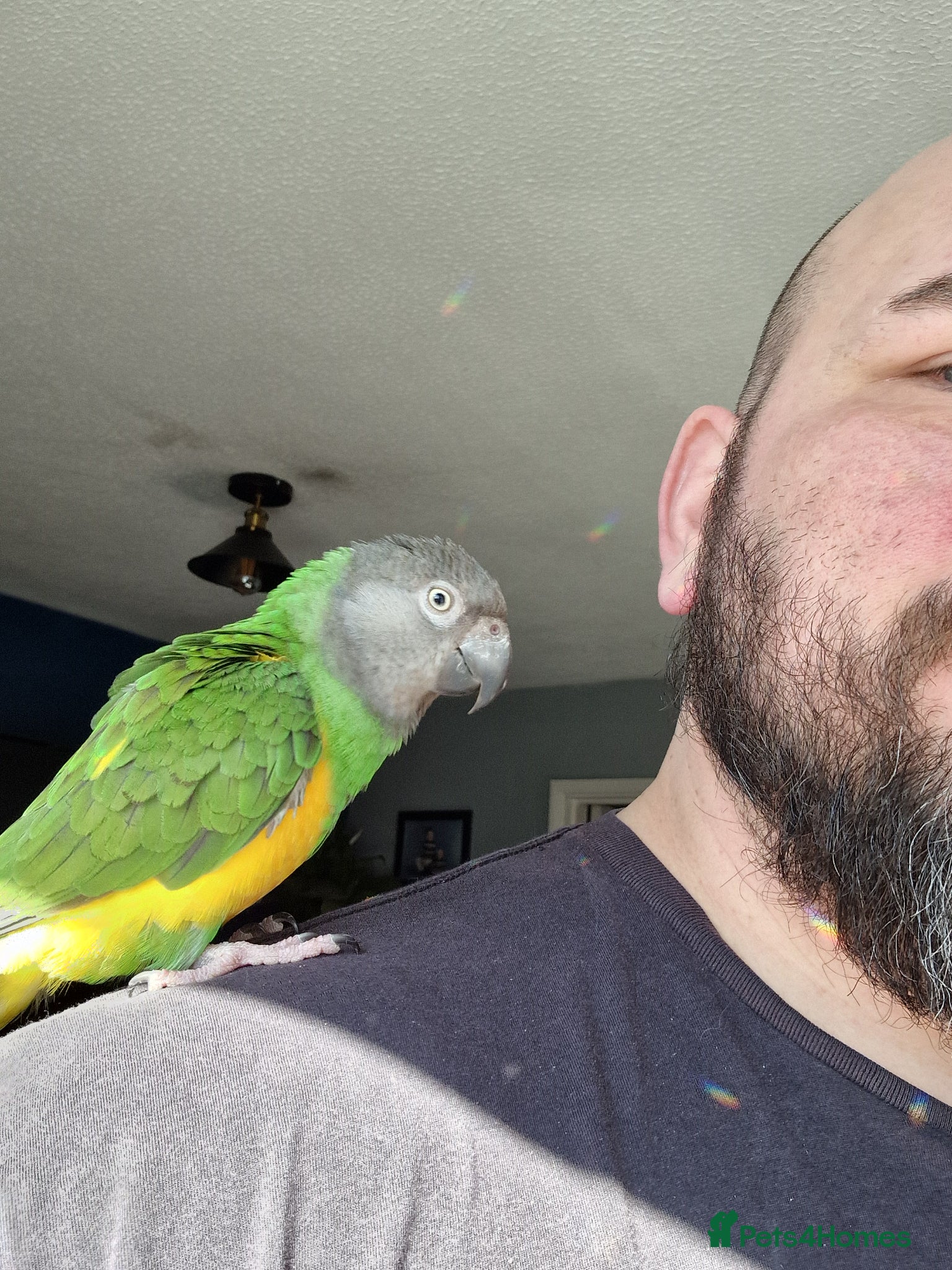 Parrots birds 2 year old Senegal Parrot with cage included  - Advert 4