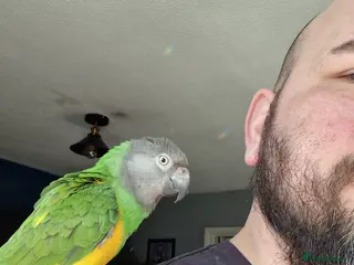 Parrots birds 2 year old Senegal Parrot with cage included - Advert 1