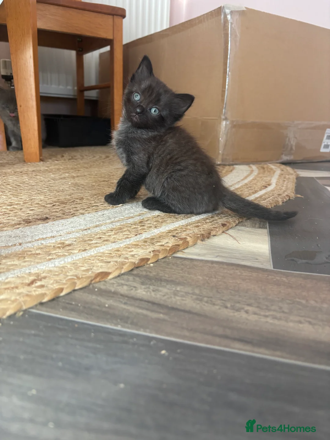 Mixed Breed cats for sale: Half ragdoll 6 kittens  - Advert 2
